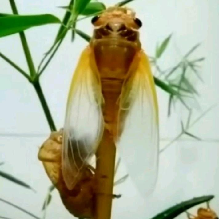 韩龙金蝉养殖（售蝉苗，成蝉回收）