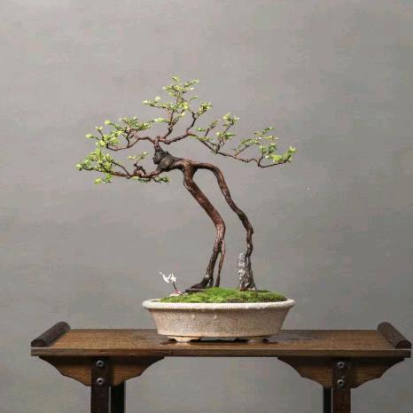 昊林（簕竹盆景）