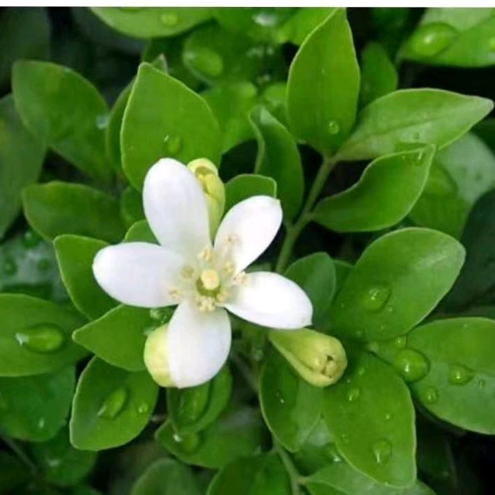 最熟悉的陌生人