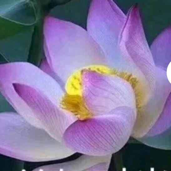 富贵花开