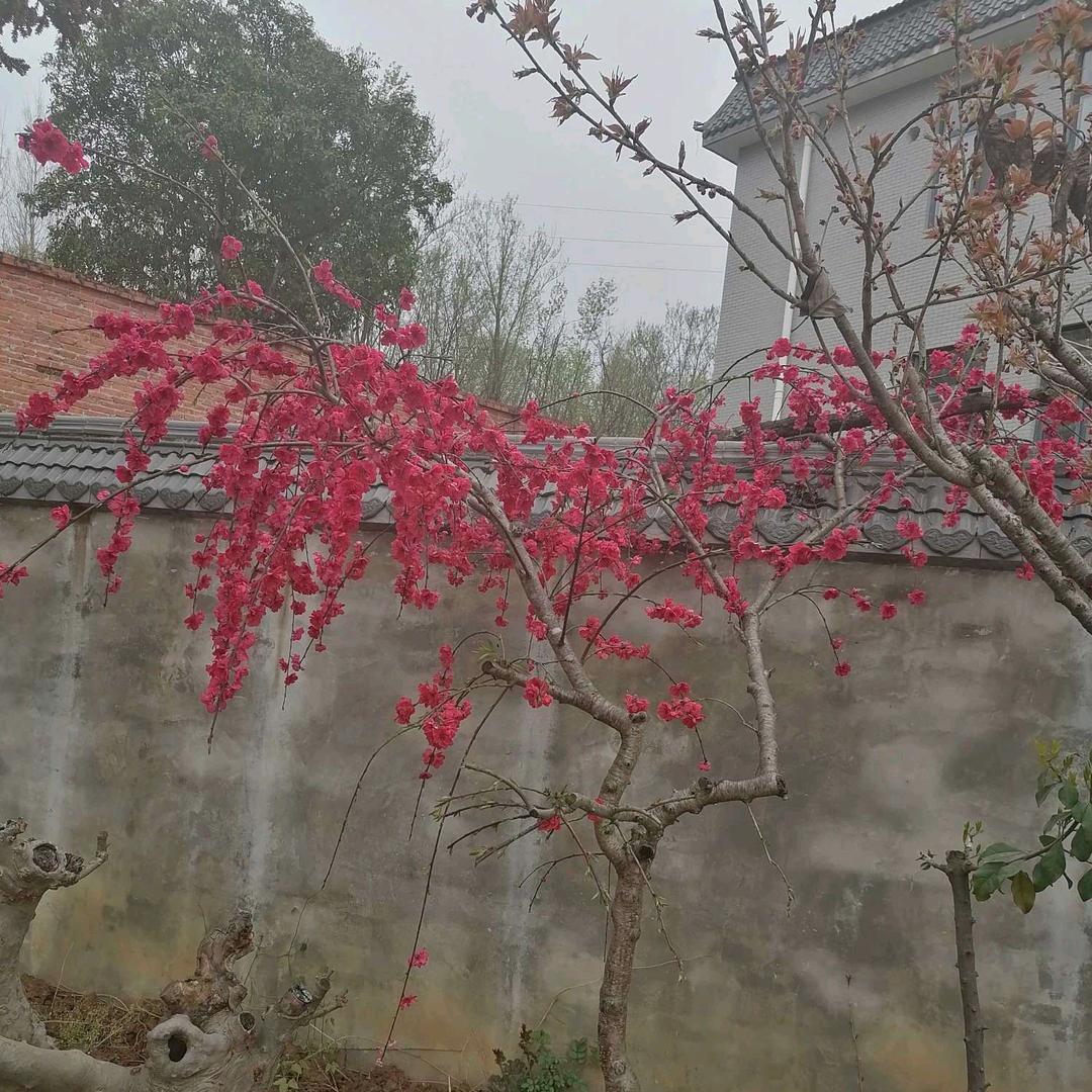 龙神