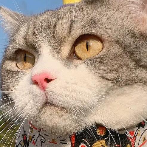 喔嚯嚯嚯嚯