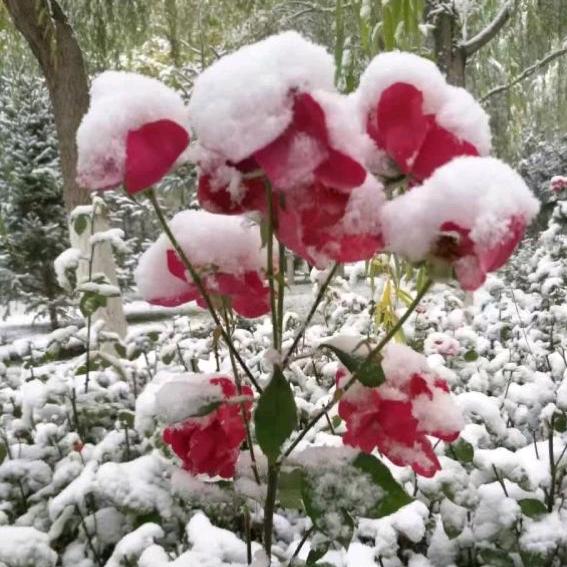 雪绒花