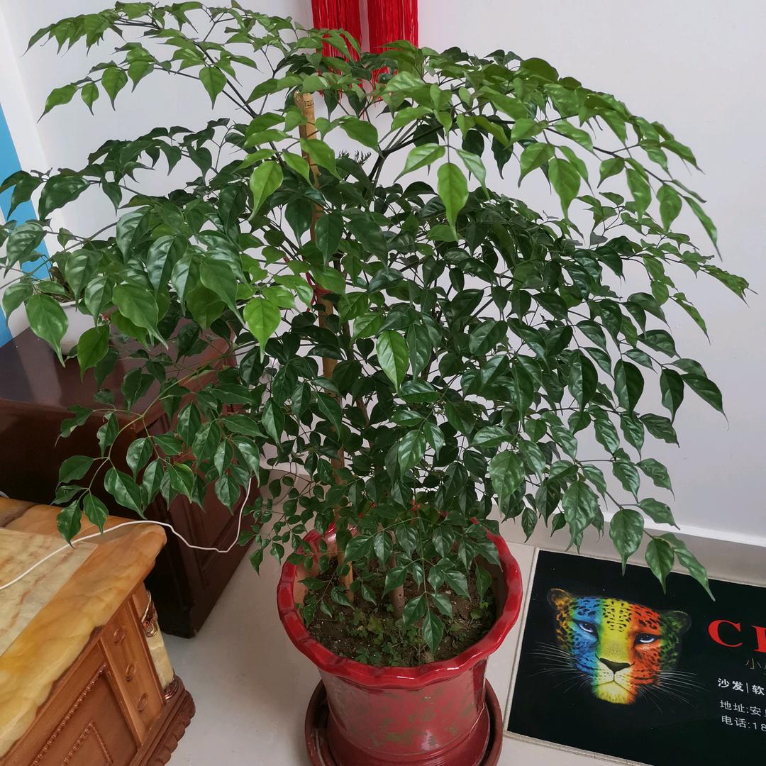 明天更美好-大姐