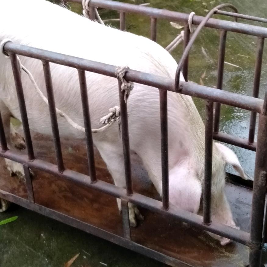 二喜土猪肉专卖店