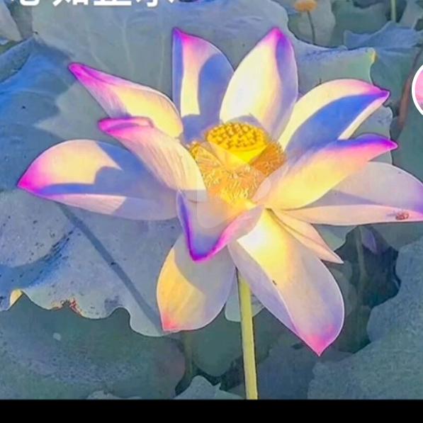 郭金莲