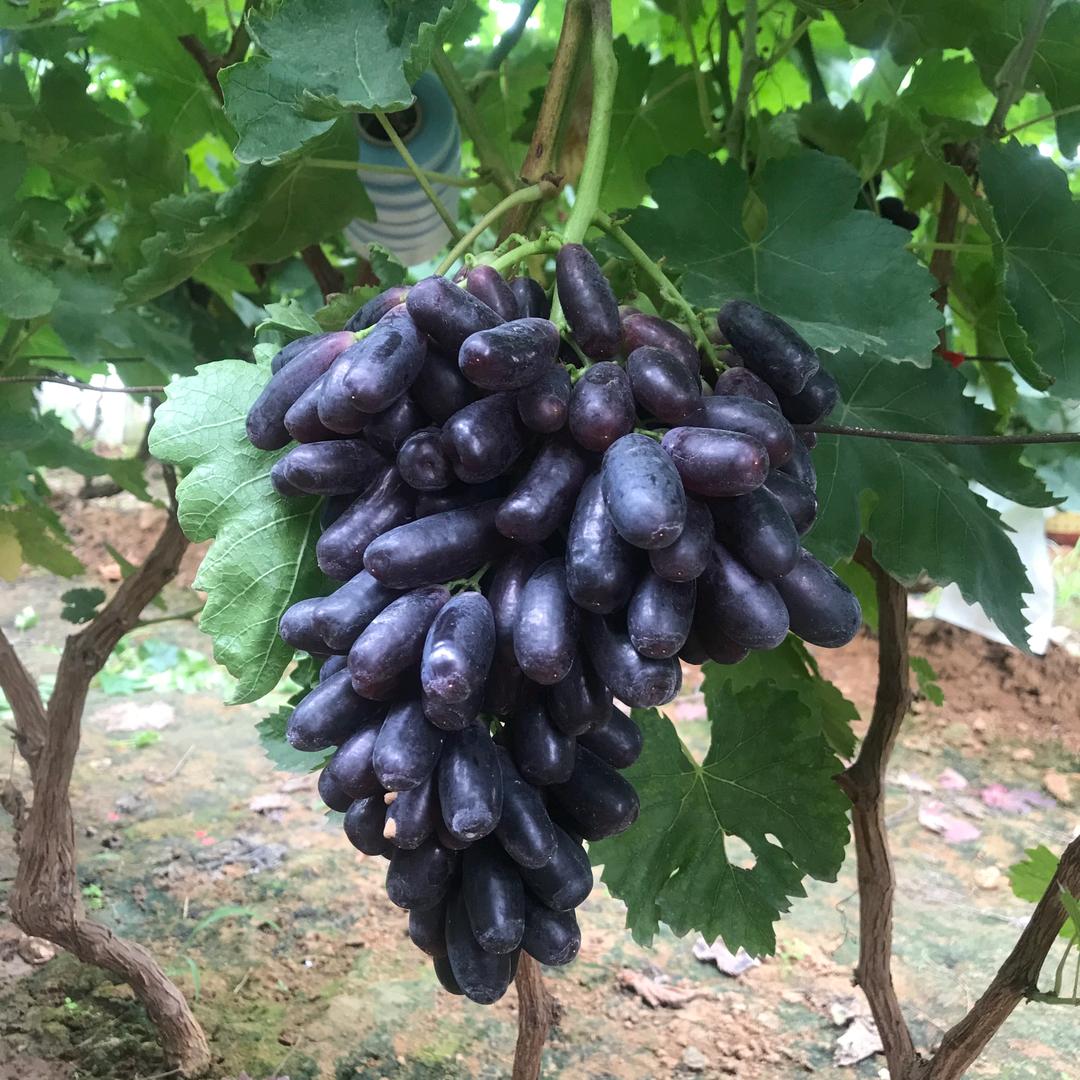 凤林苗木花卉基地