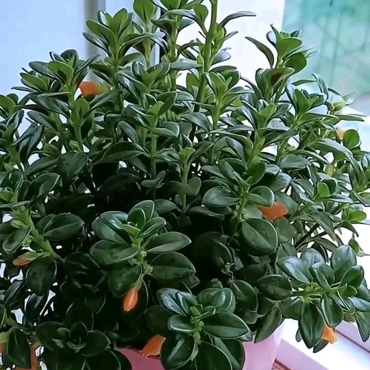 笑是阳光