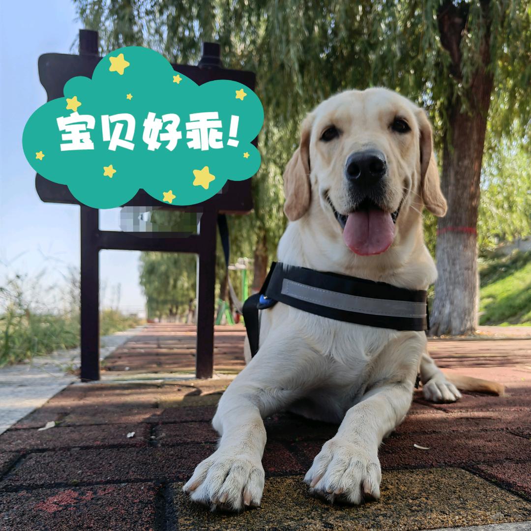 布丁日记🐶