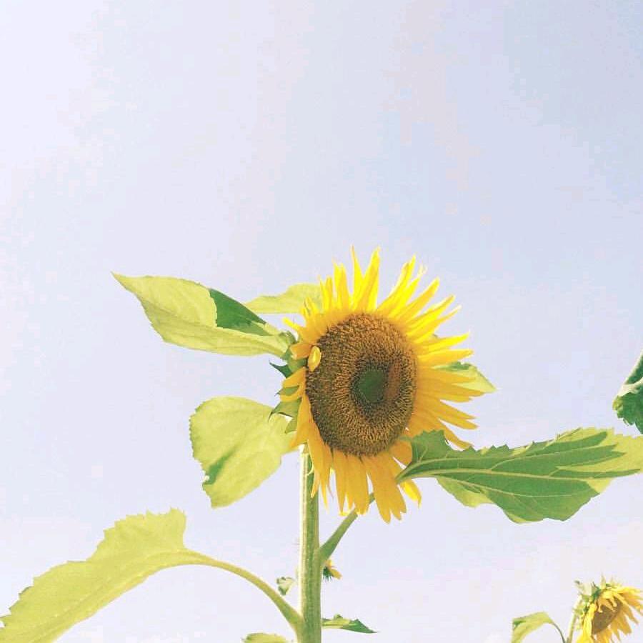 松阳