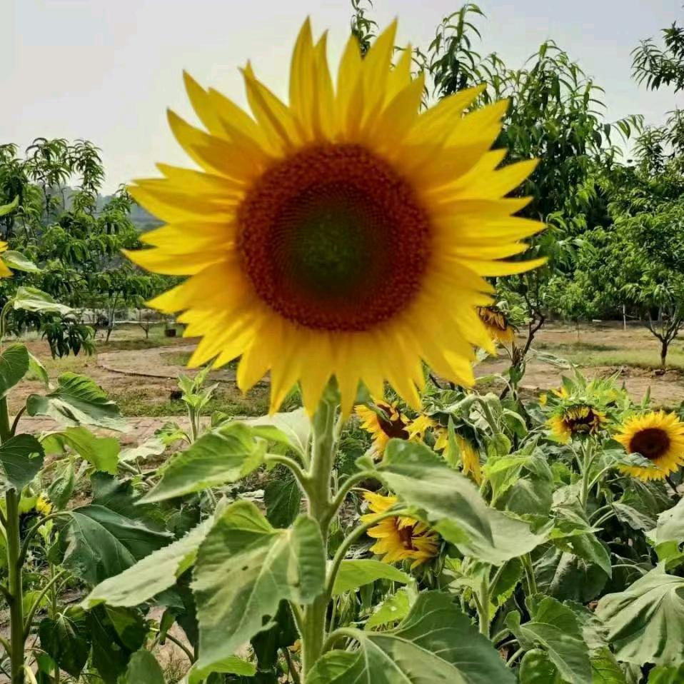 🌻阳光🌞华姐