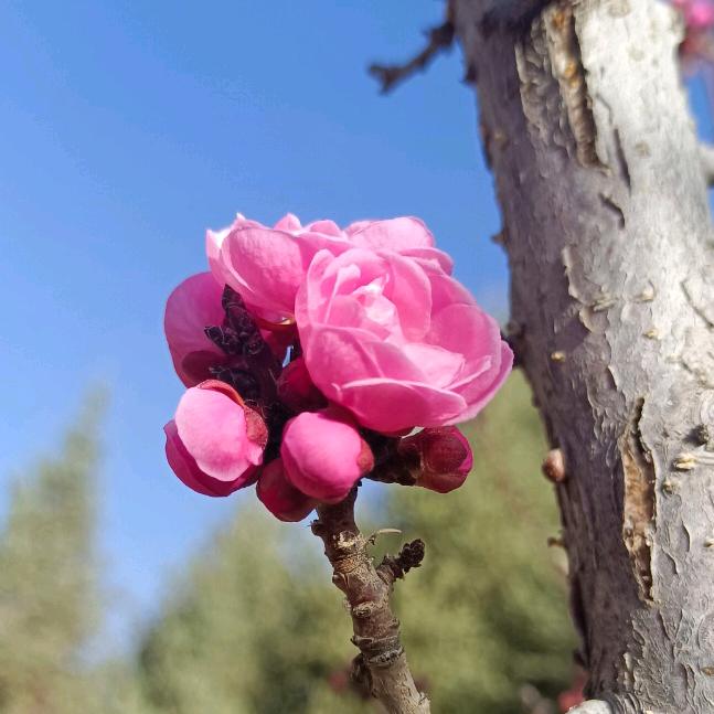 爱在   深秋