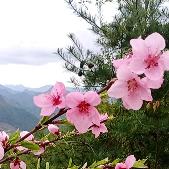 🌹无雪的冬天🌹