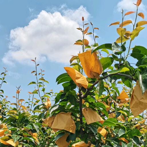 昆山市金顺农业