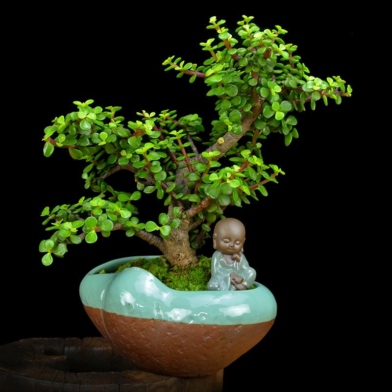 四叶草🍀🍀🍀