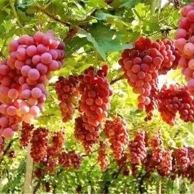 天生命好牡丹花🌺🌺