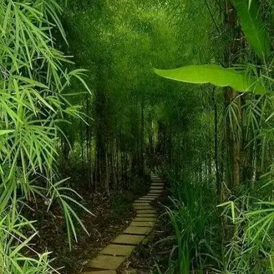 爱音乐的隔壁老王