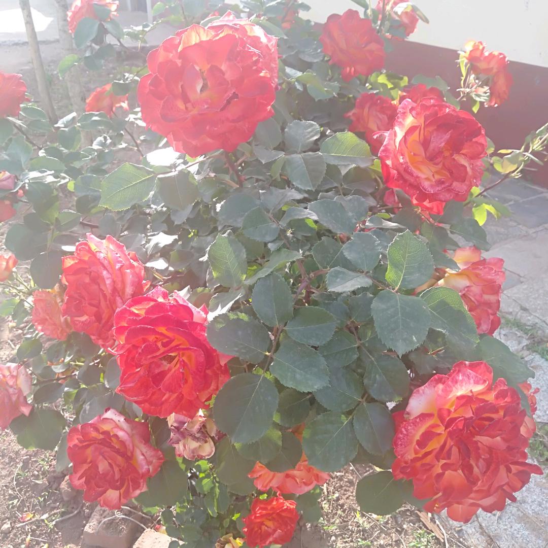 春暖花开