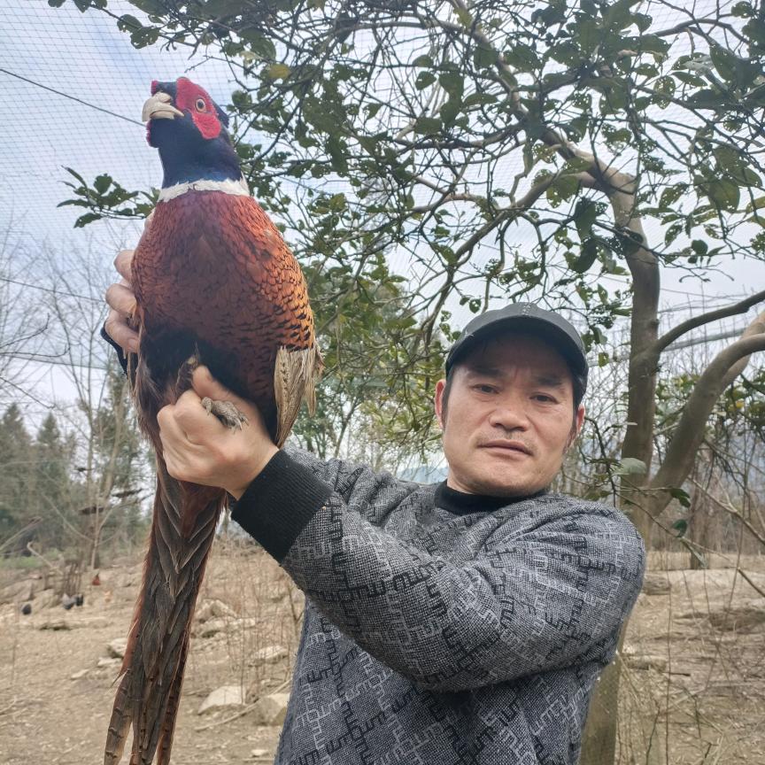 重庆山鸡哥