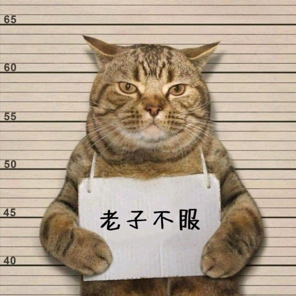 王者小布布