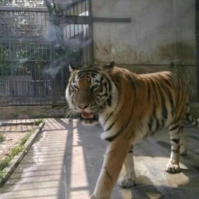 眞嗳壹笙