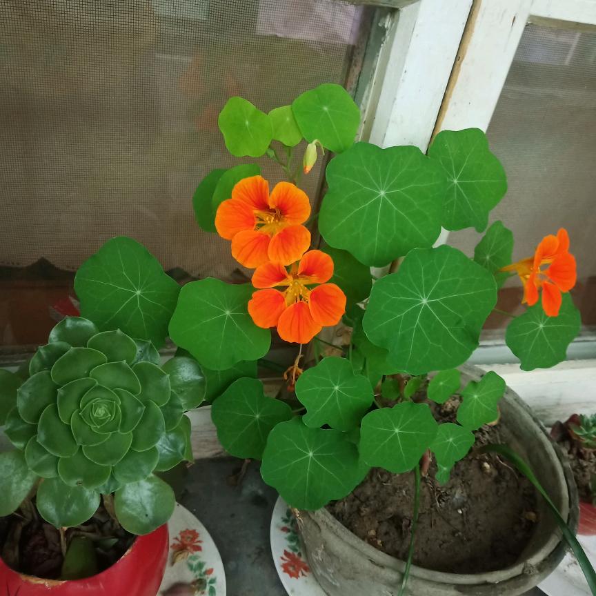 福禄