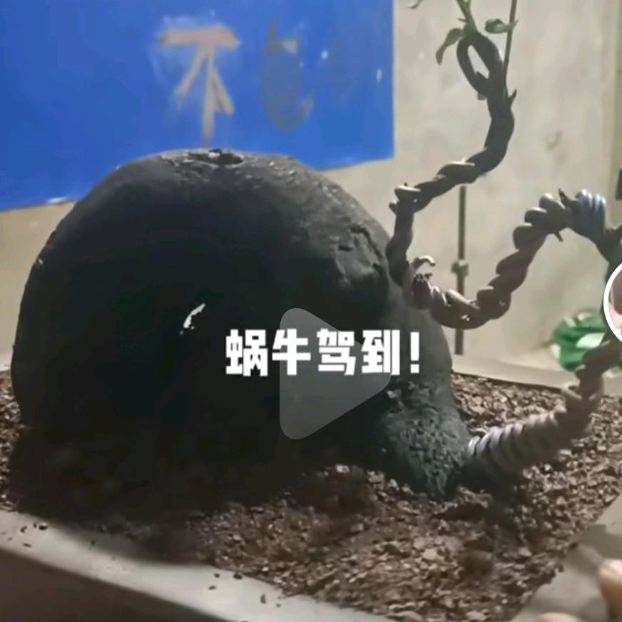 金弹子《弹上飞》