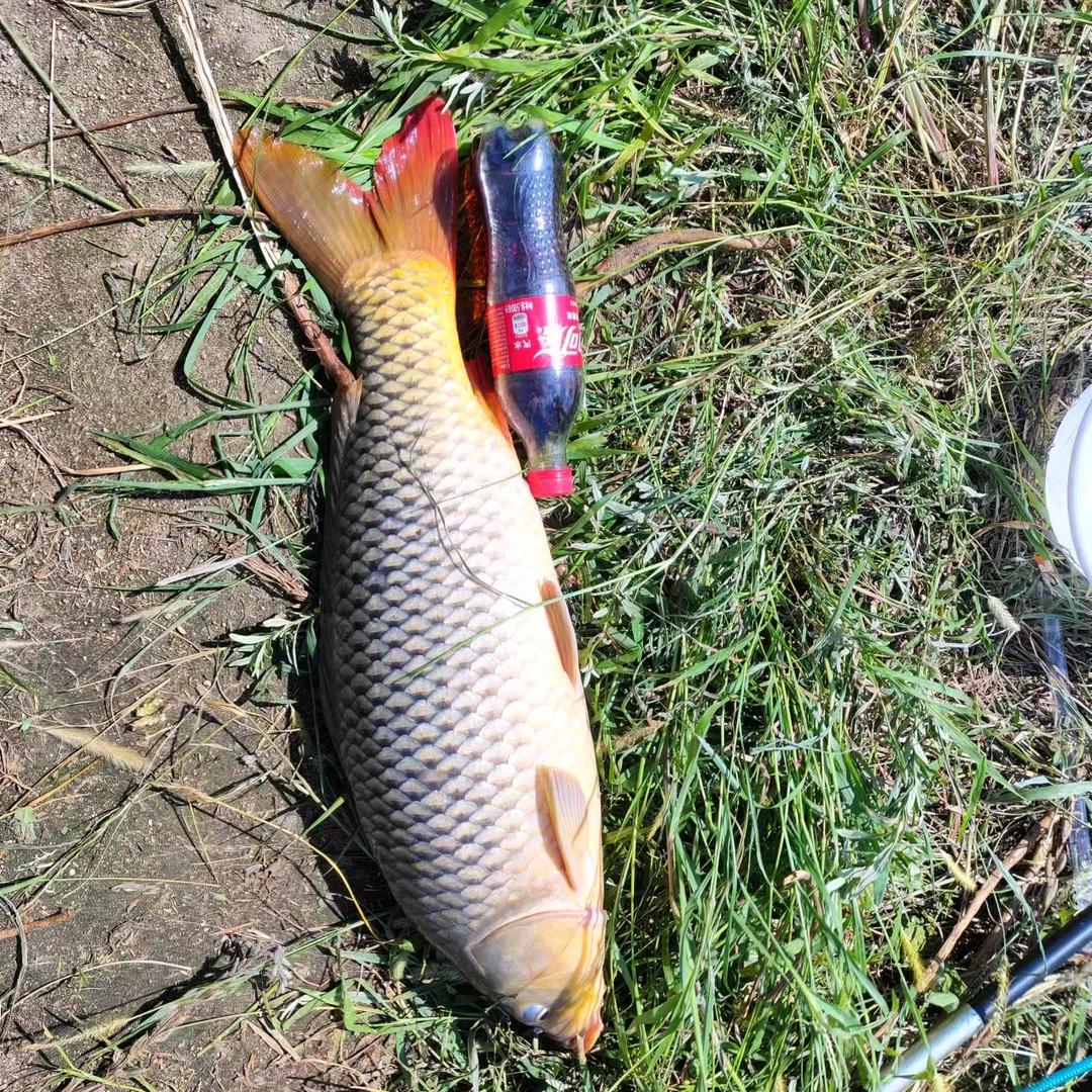 黑卤蛋钓鱼🎣