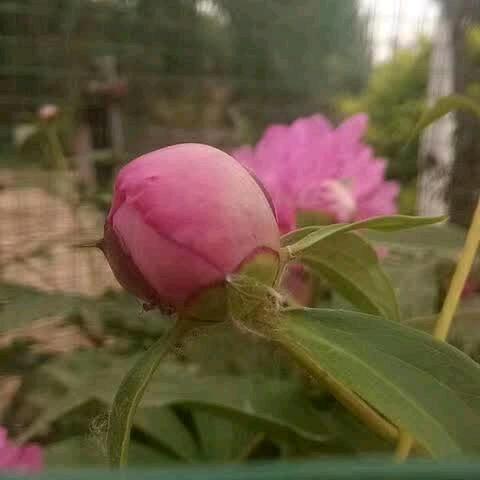 丁庆军