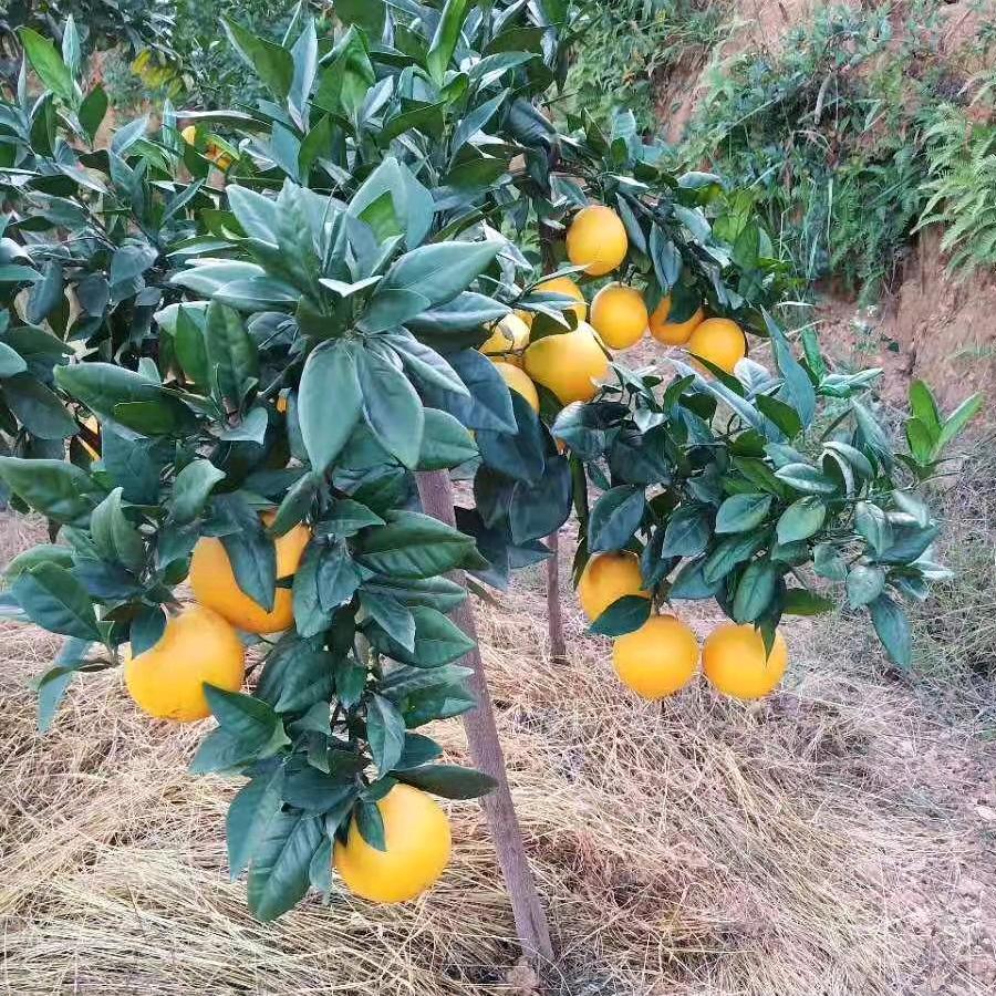 橙子姐姐🍊🍊