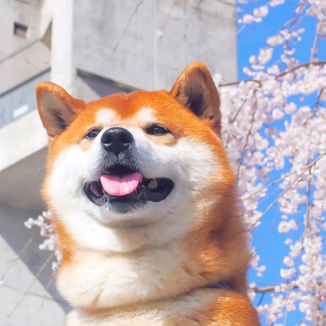 浪漫旋律