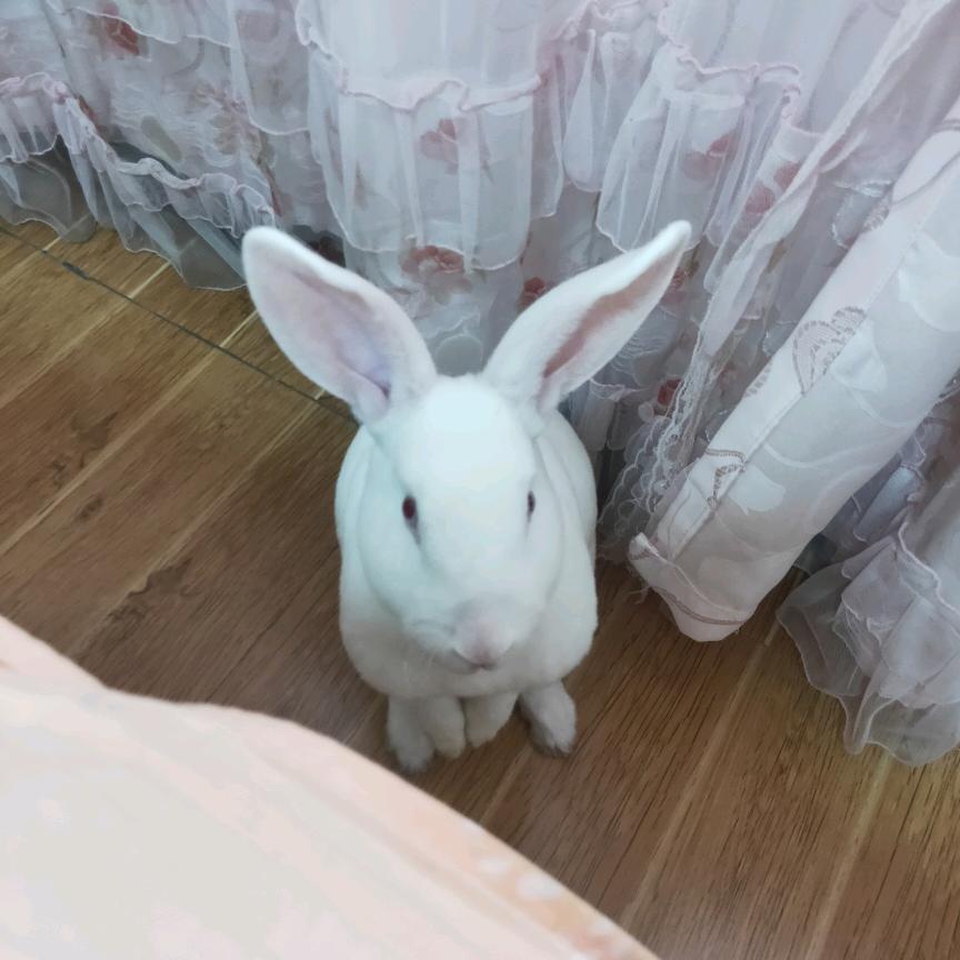 A小兔子白又白🐰