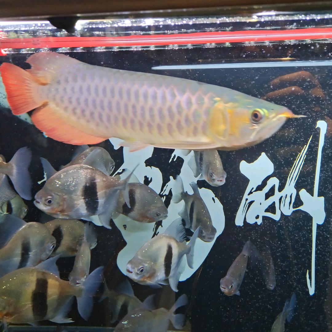 悔缘
