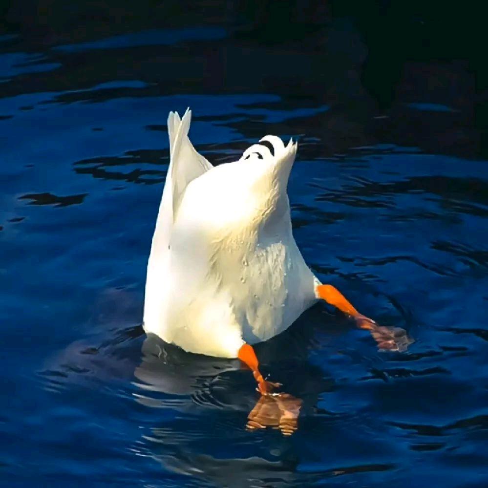 溺水的大鹅