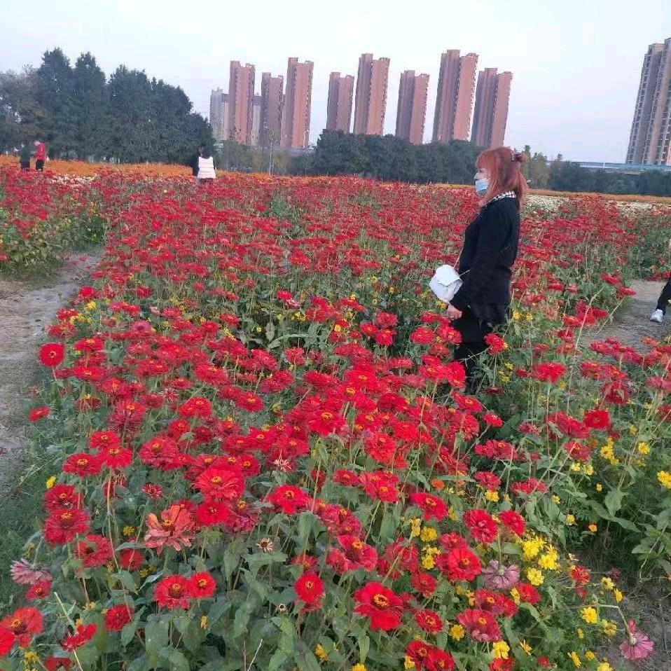 幸运♥♥叶子