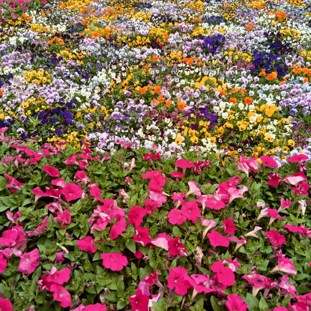 、❄️阳光哥❄️