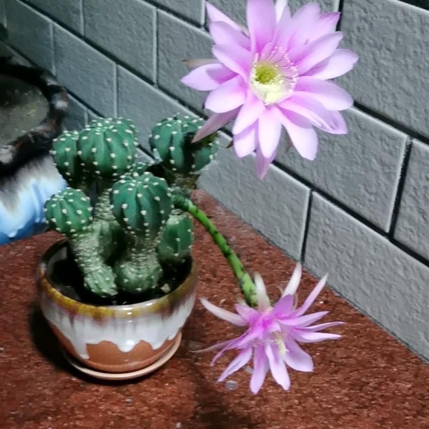 赵素伟