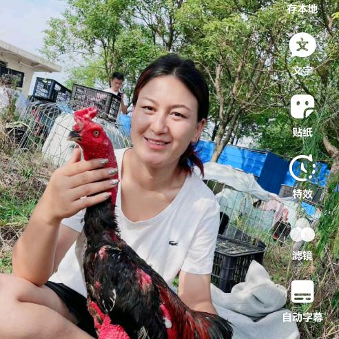 卡迪力艳斗鸡