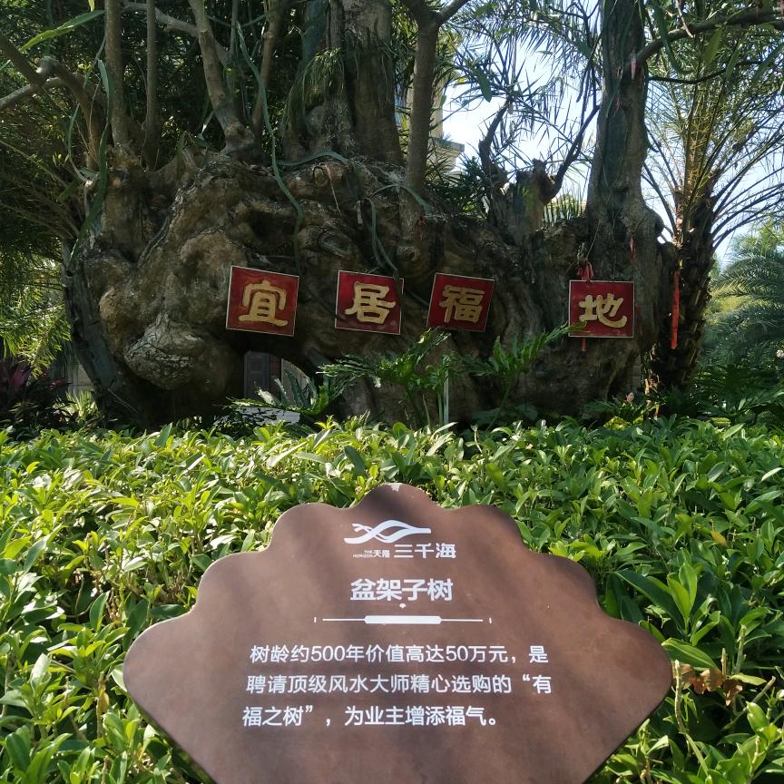 雄鹰