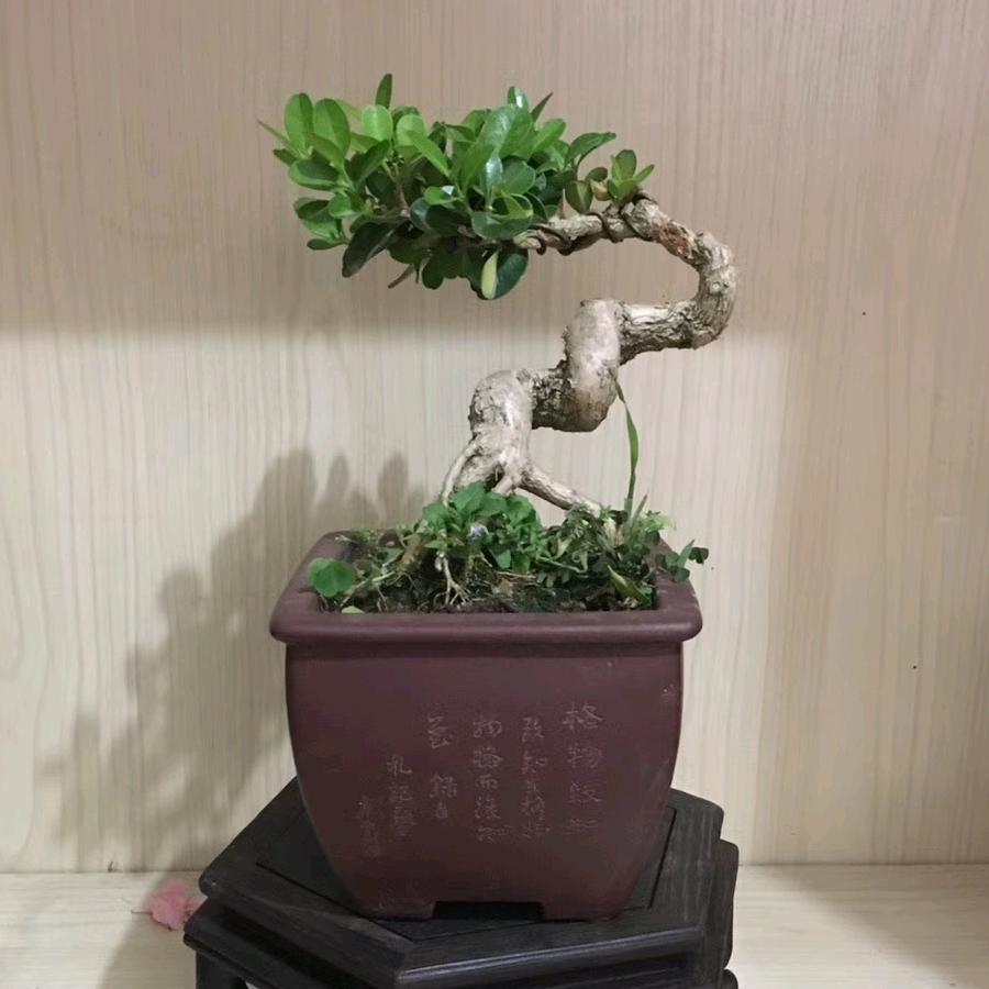 福音园艺