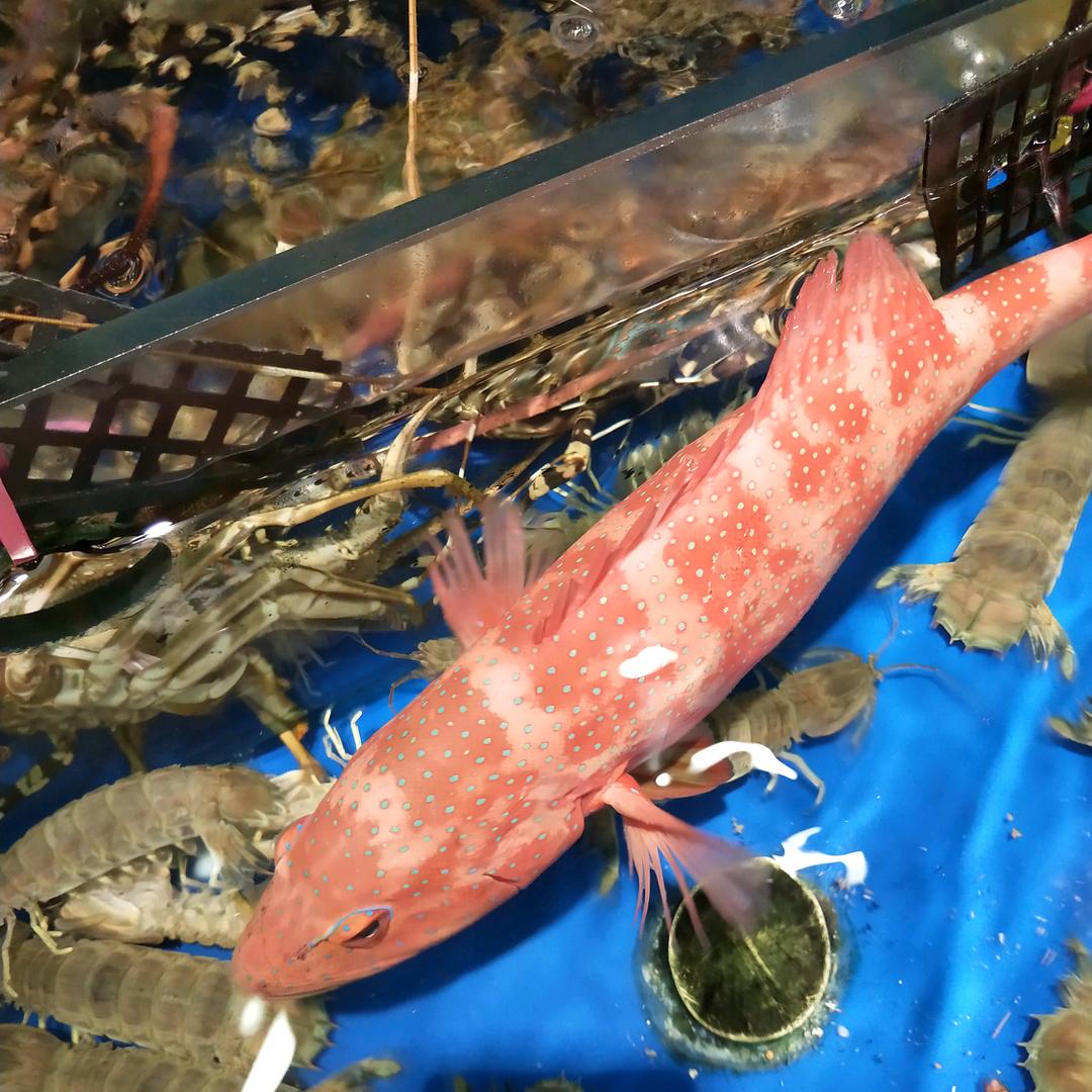 郑钱养你一辈子