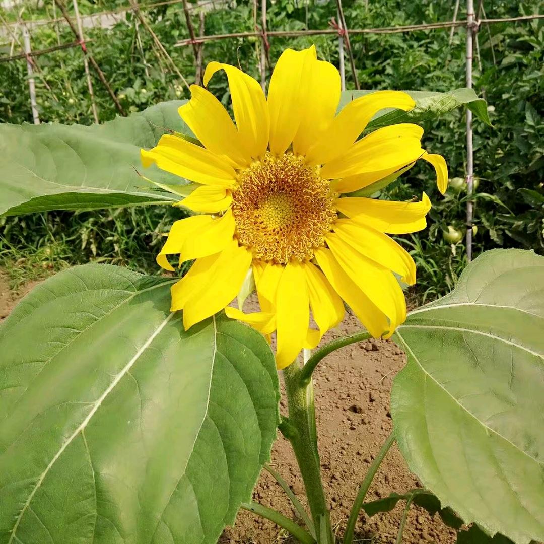 立安机动车驾驶员培训