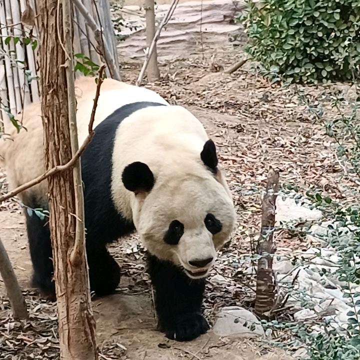杯觥盏壶