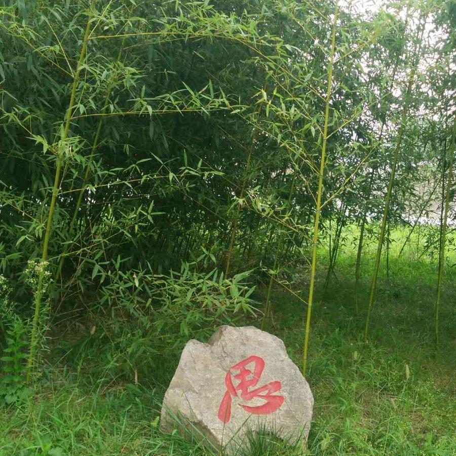 日照专业竹苗（映山红）