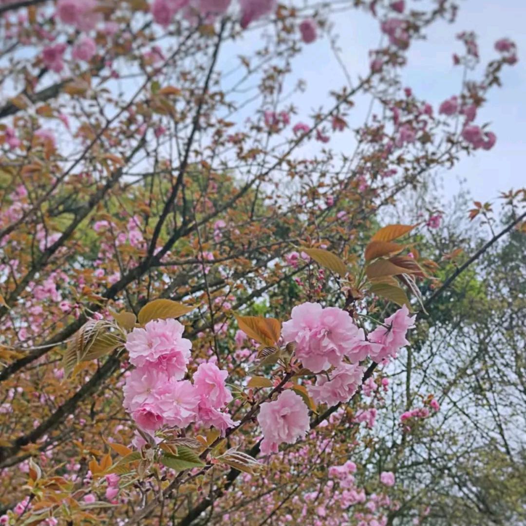 东东