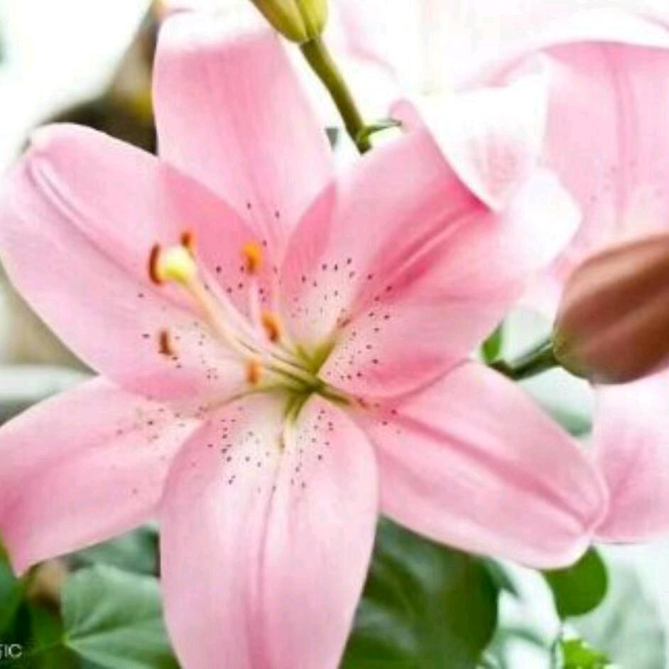 玫瑰花🌹……