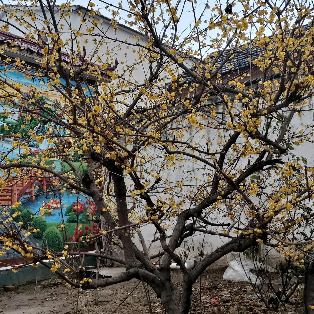 雪落无声(ง •̀_•́)ง