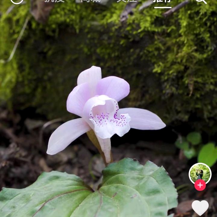 星晨、林哒
