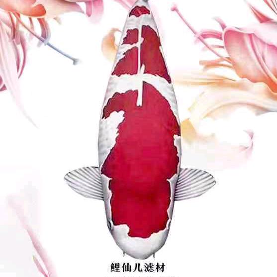 鲤仙儿锦鲤池设计