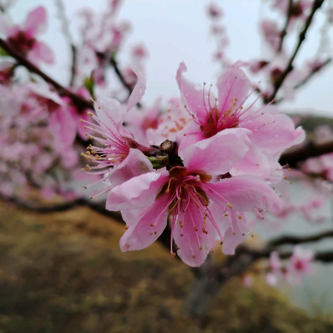 广水市燕子生态农业农场